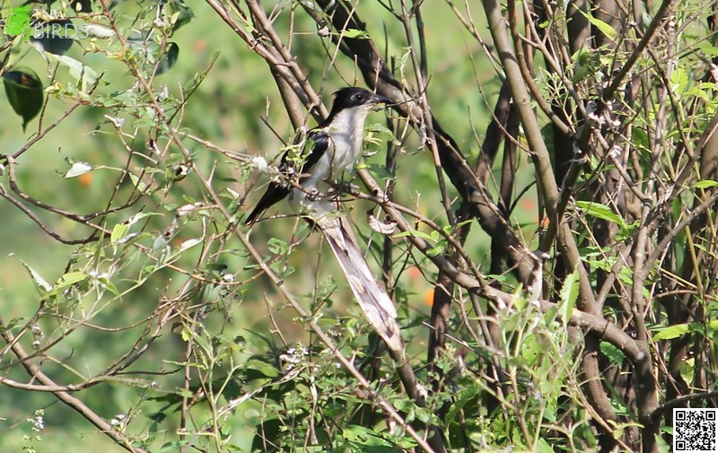 Pied Crested Cuckoo